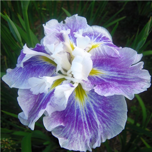 Iris Ensata 'Angel Mountain'